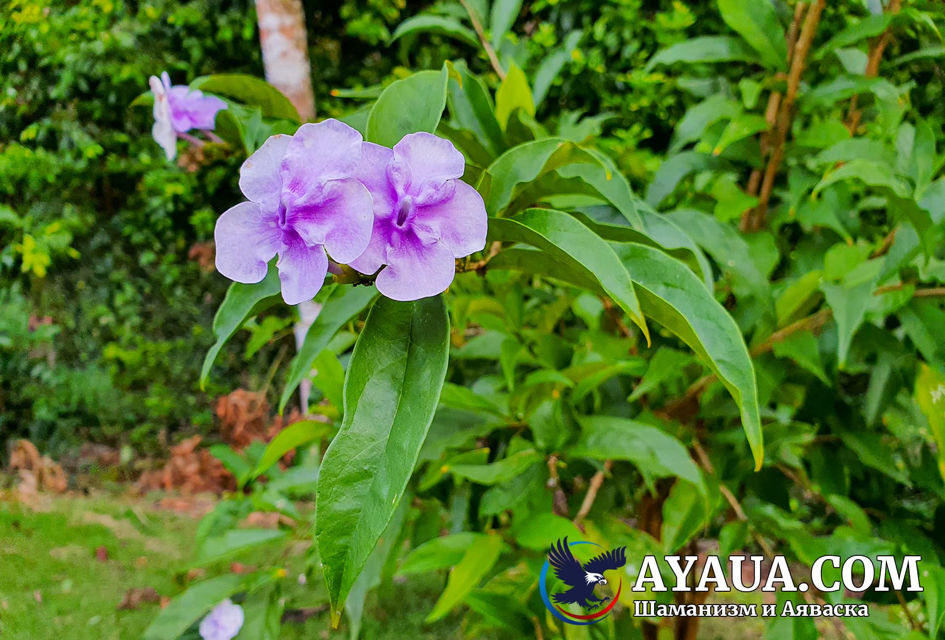 Чирик Сананго - амазонское растение, которое эффективно лечит нервную систему и имеет много других полезных свойств.