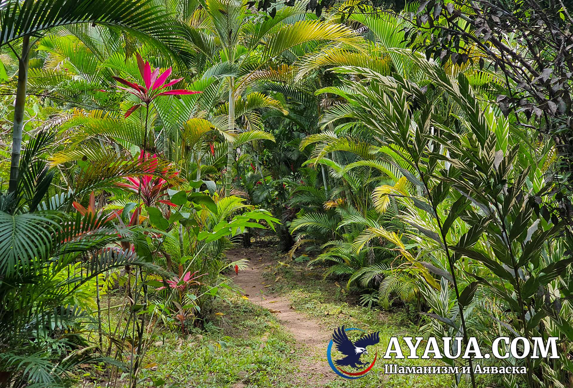 Jardin tropical, où je repensais ma vie après des cérémonies puissantes d'Ayahuasca.